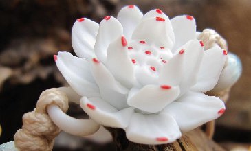 如何在花珠上絲網(wǎng)印刷